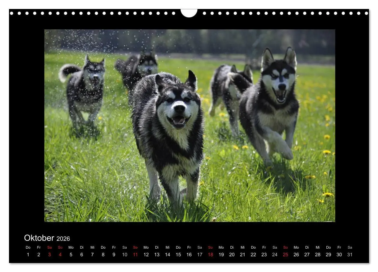 Bild: 9783516231427 | Husky-Kalender (Wandkalender 2026 DIN A3 quer), CALVENDO...