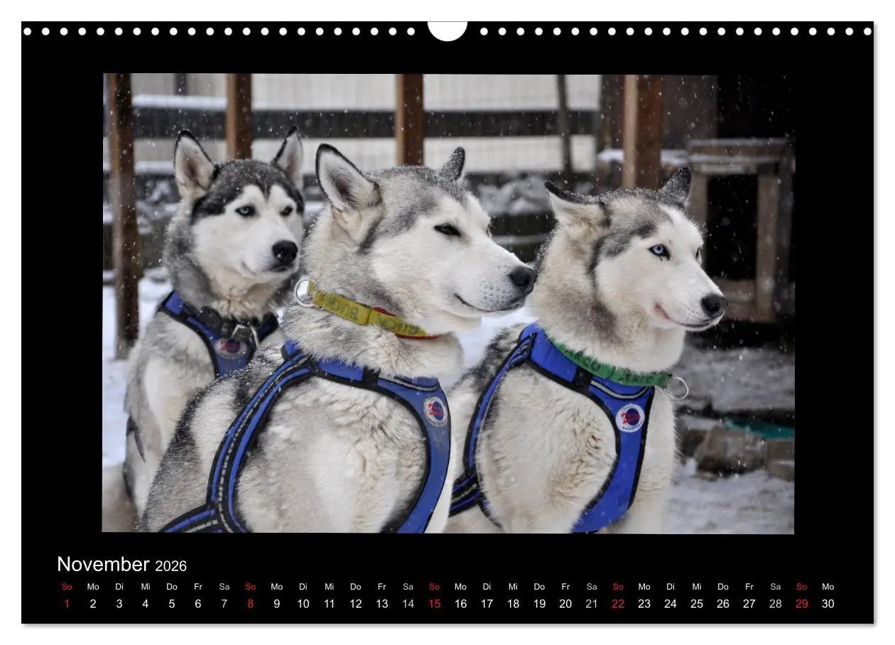 Bild: 9783516231427 | Husky-Kalender (Wandkalender 2026 DIN A3 quer), CALVENDO...