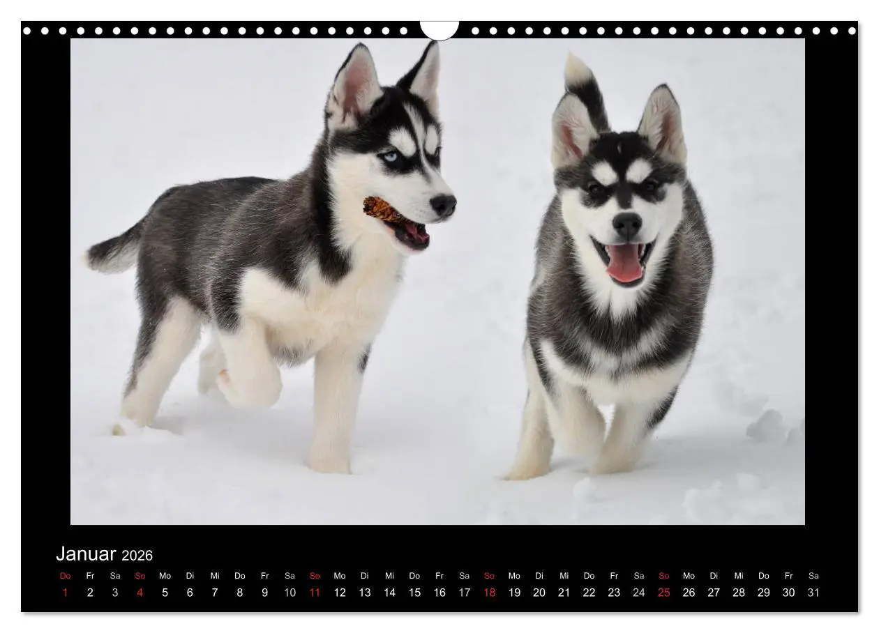 Bild: 9783516231427 | Husky-Kalender (Wandkalender 2026 DIN A3 quer), CALVENDO...