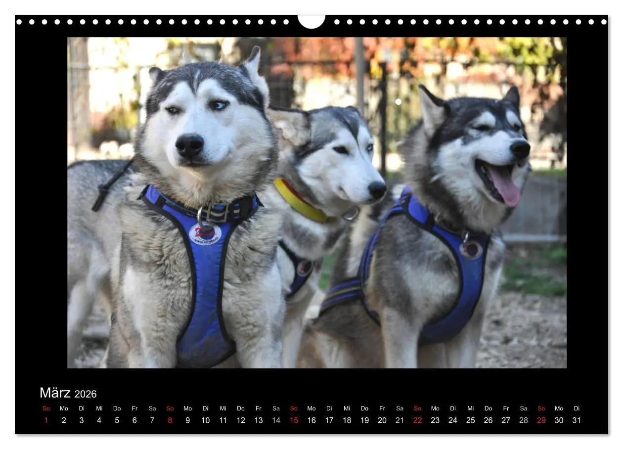Bild: 9783516231427 | Husky-Kalender (Wandkalender 2026 DIN A3 quer), CALVENDO...