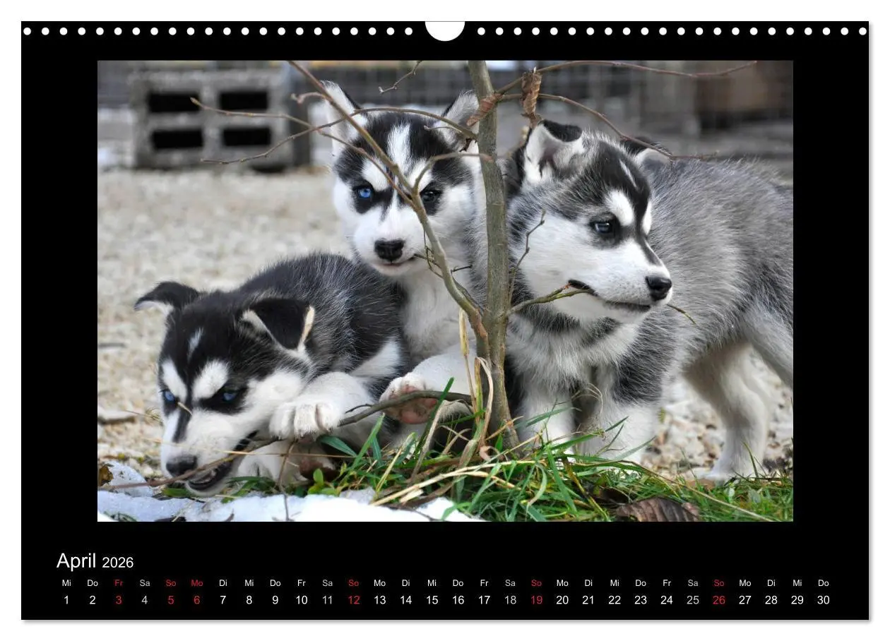 Bild: 9783516231427 | Husky-Kalender (Wandkalender 2026 DIN A3 quer), CALVENDO...