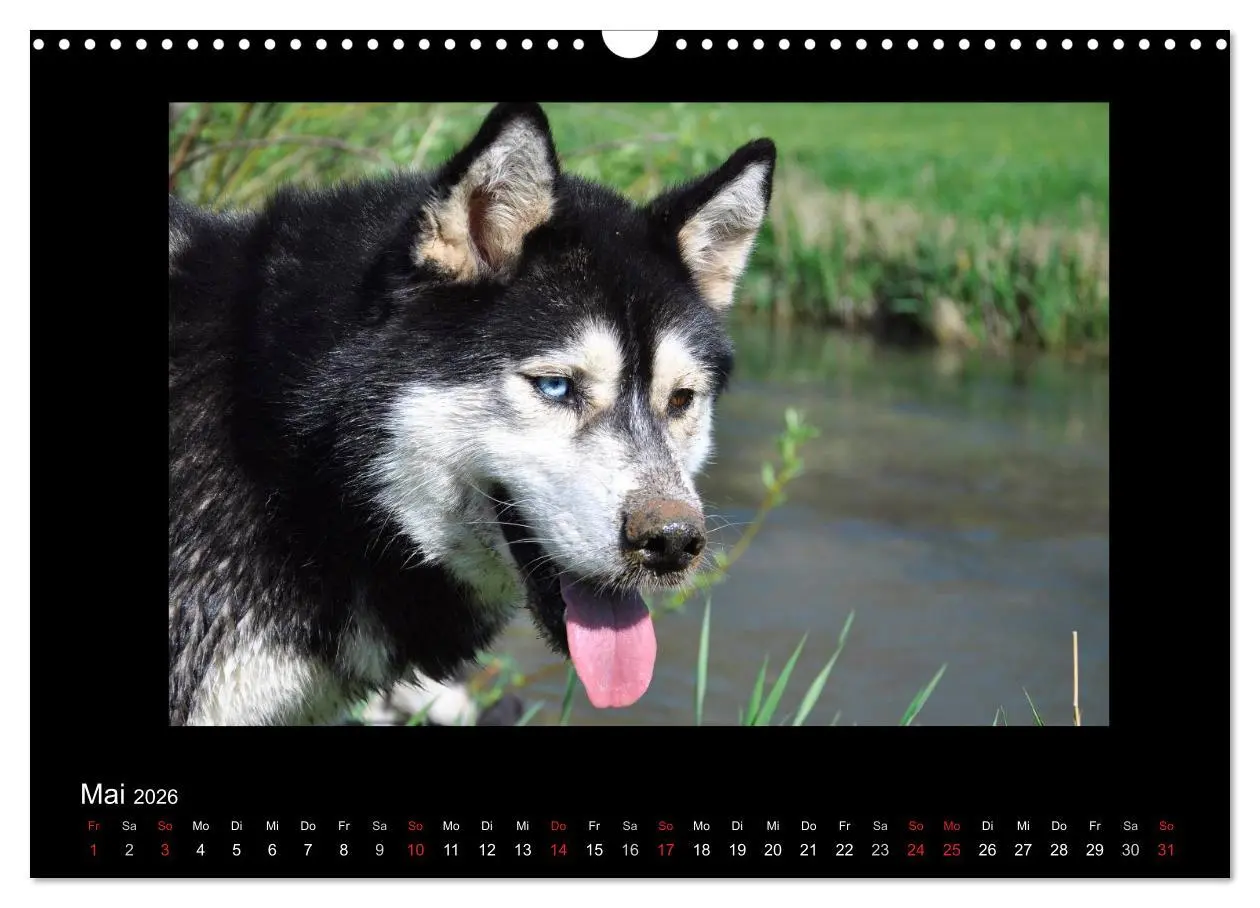 Bild: 9783516231427 | Husky-Kalender (Wandkalender 2026 DIN A3 quer), CALVENDO...