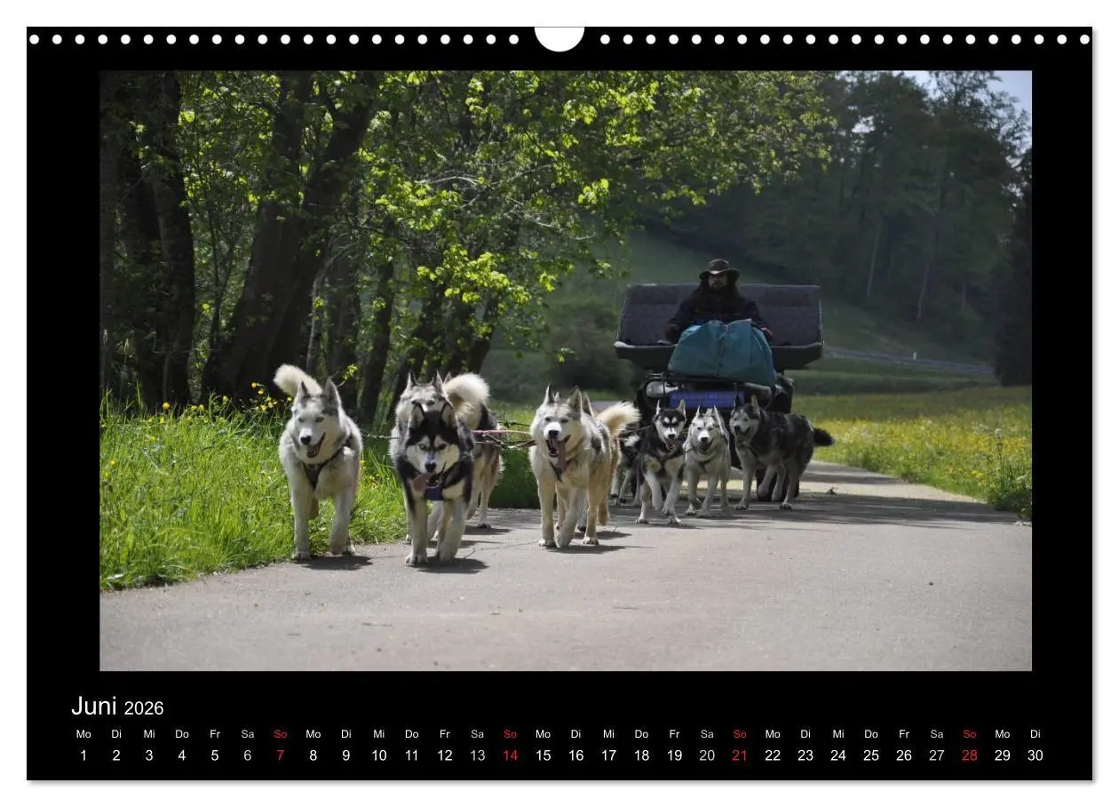 Bild: 9783516231427 | Husky-Kalender (Wandkalender 2026 DIN A3 quer), CALVENDO...