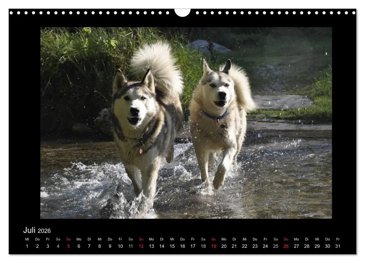 Bild: 9783516231427 | Husky-Kalender (Wandkalender 2026 DIN A3 quer), CALVENDO...