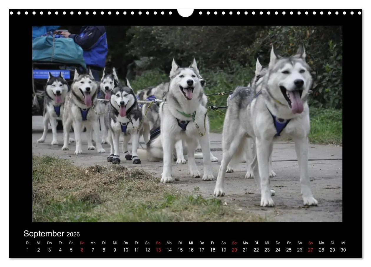 Bild: 9783516231427 | Husky-Kalender (Wandkalender 2026 DIN A3 quer), CALVENDO...