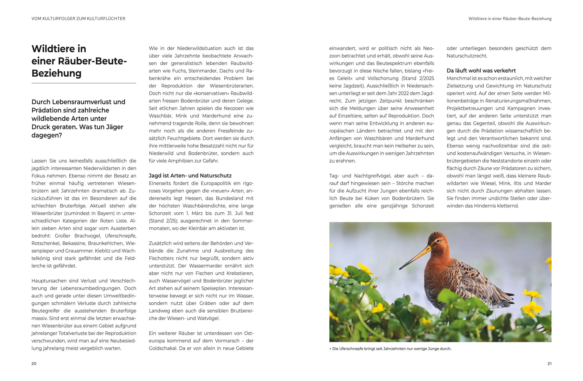 Bild: 9783967471427 | Das große BLV Handbuch Niederwild | Hege und Jagd | Matthias Meyer