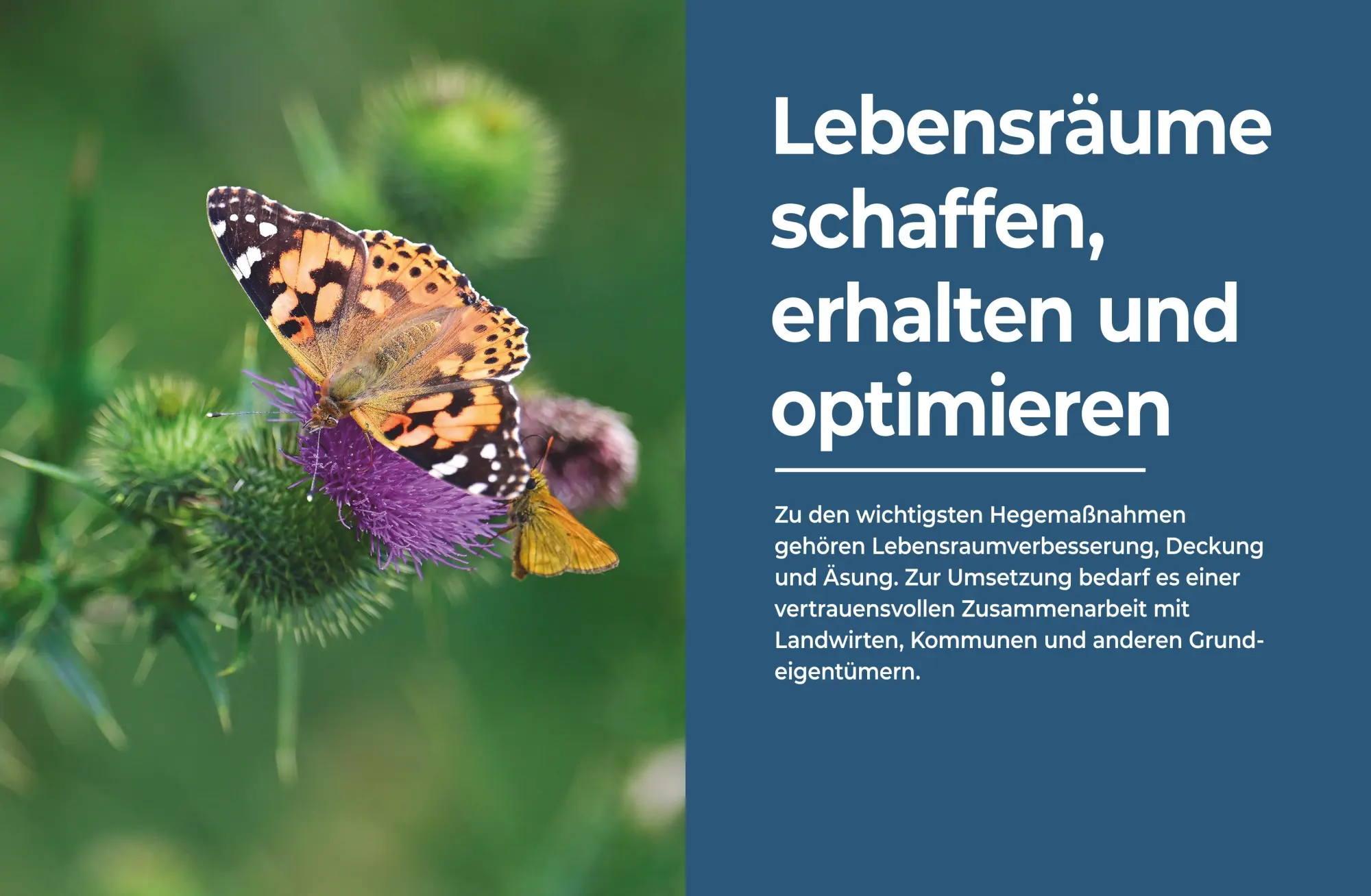 Bild: 9783967471427 | Das große BLV Handbuch Niederwild | Hege und Jagd | Matthias Meyer