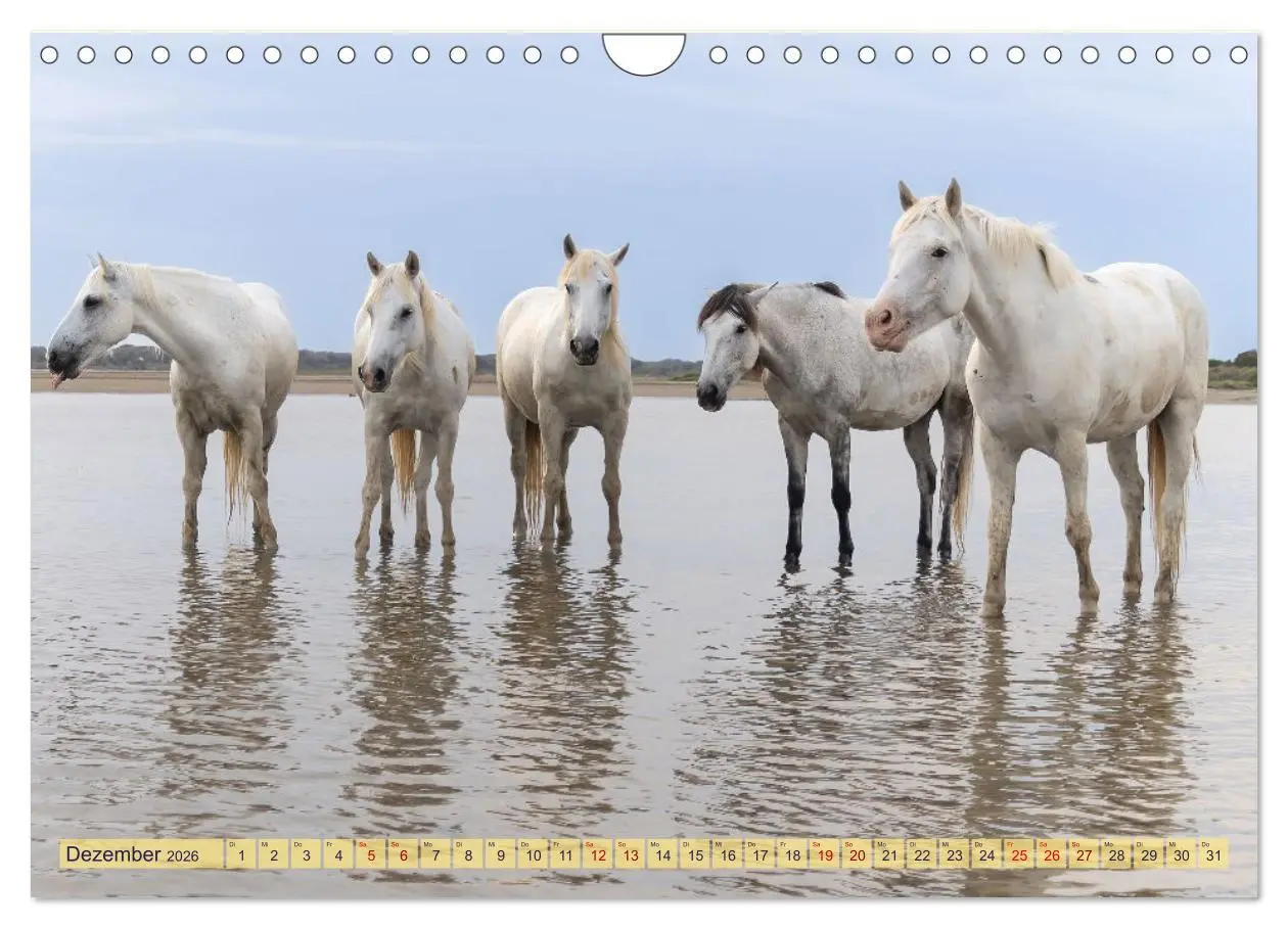 Bild: 9783457361627 | Die wilden Pferde der Camargue (Wandkalender 2026 DIN A4 quer),...