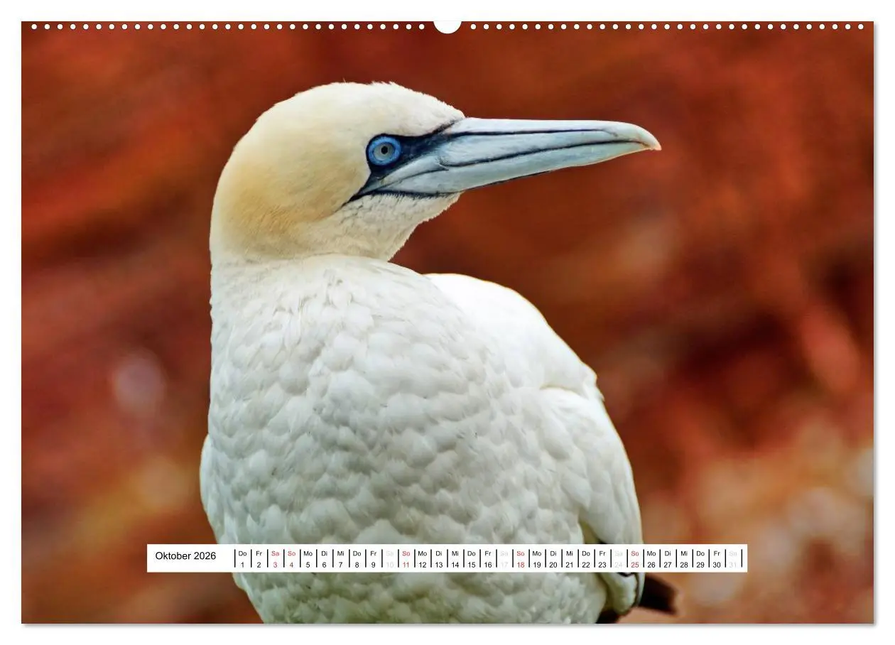 Bild: 9783457951927 | Hochsee-Insel Helgoland (Wandkalender 2026 DIN A2 quer), CALVENDO...