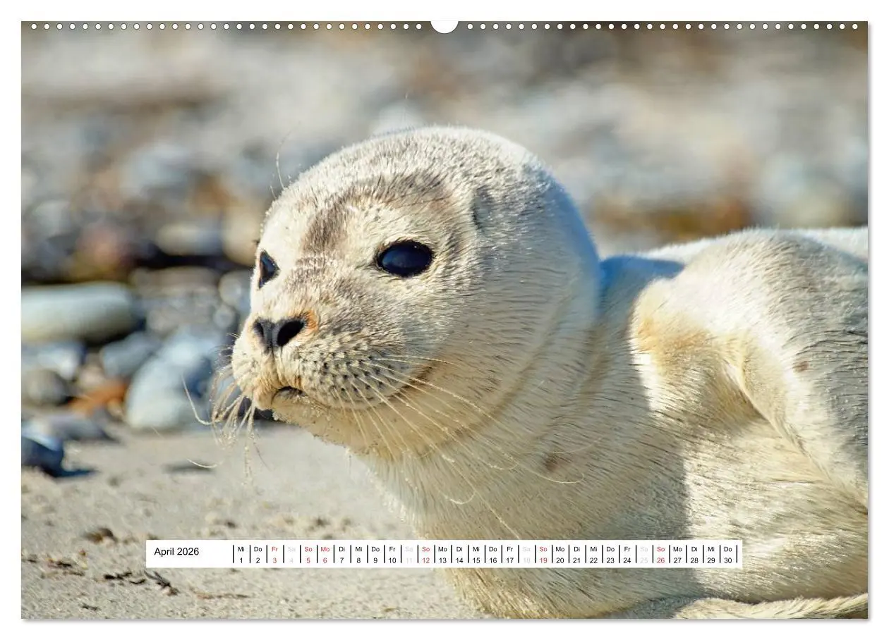 Bild: 9783457951927 | Hochsee-Insel Helgoland (Wandkalender 2026 DIN A2 quer), CALVENDO...