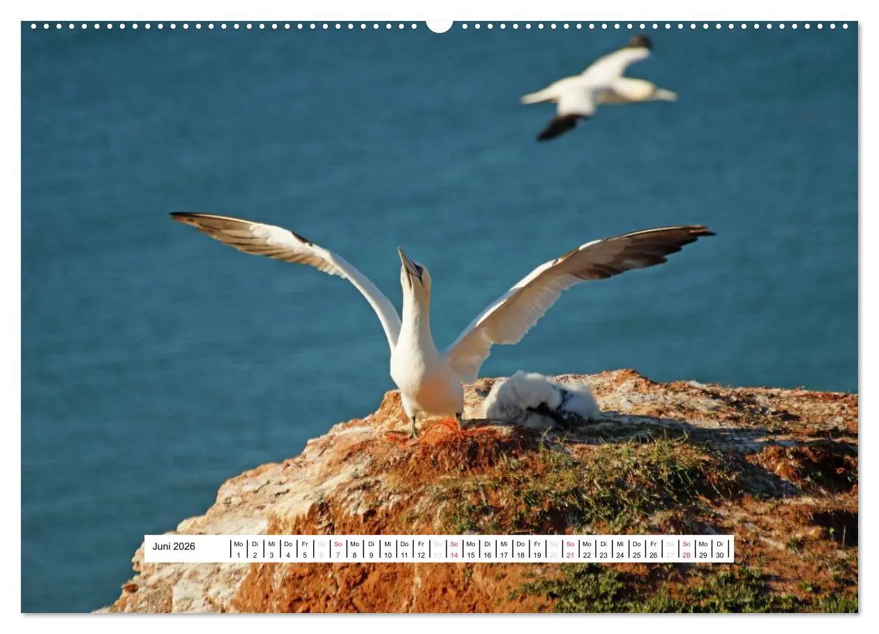 Bild: 9783457951927 | Hochsee-Insel Helgoland (Wandkalender 2026 DIN A2 quer), CALVENDO...
