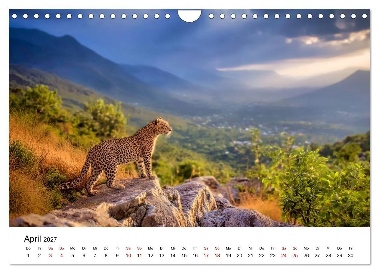 Bild: 9783516801927 | Gefleckte Schatten - Im Bann der Leoparden (Wandkalender 2027 DIN...