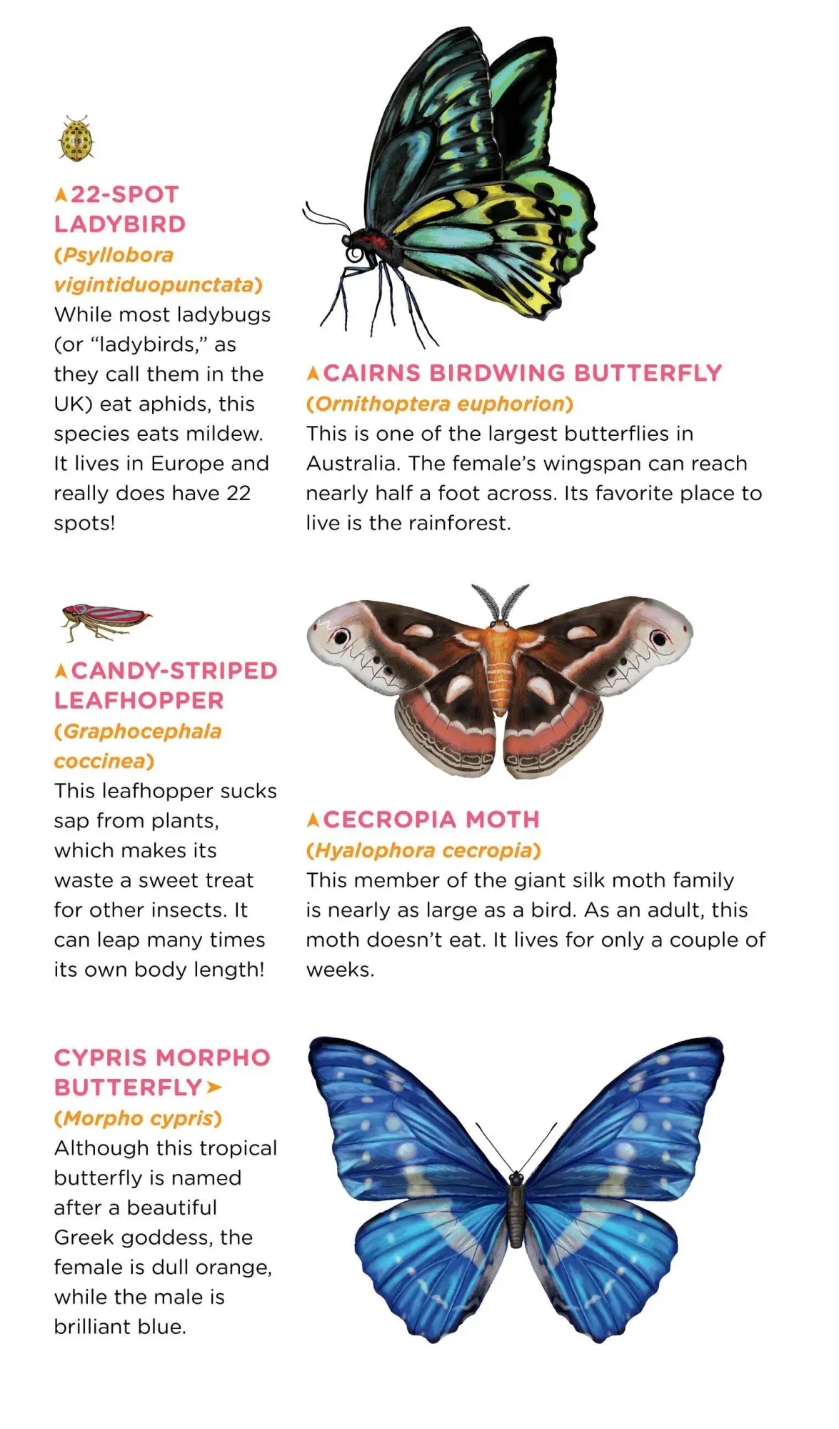 Bild: 9781635862027 | Fluttery, Friendly Tattoo Butterflies and Other Insects | Roehrig