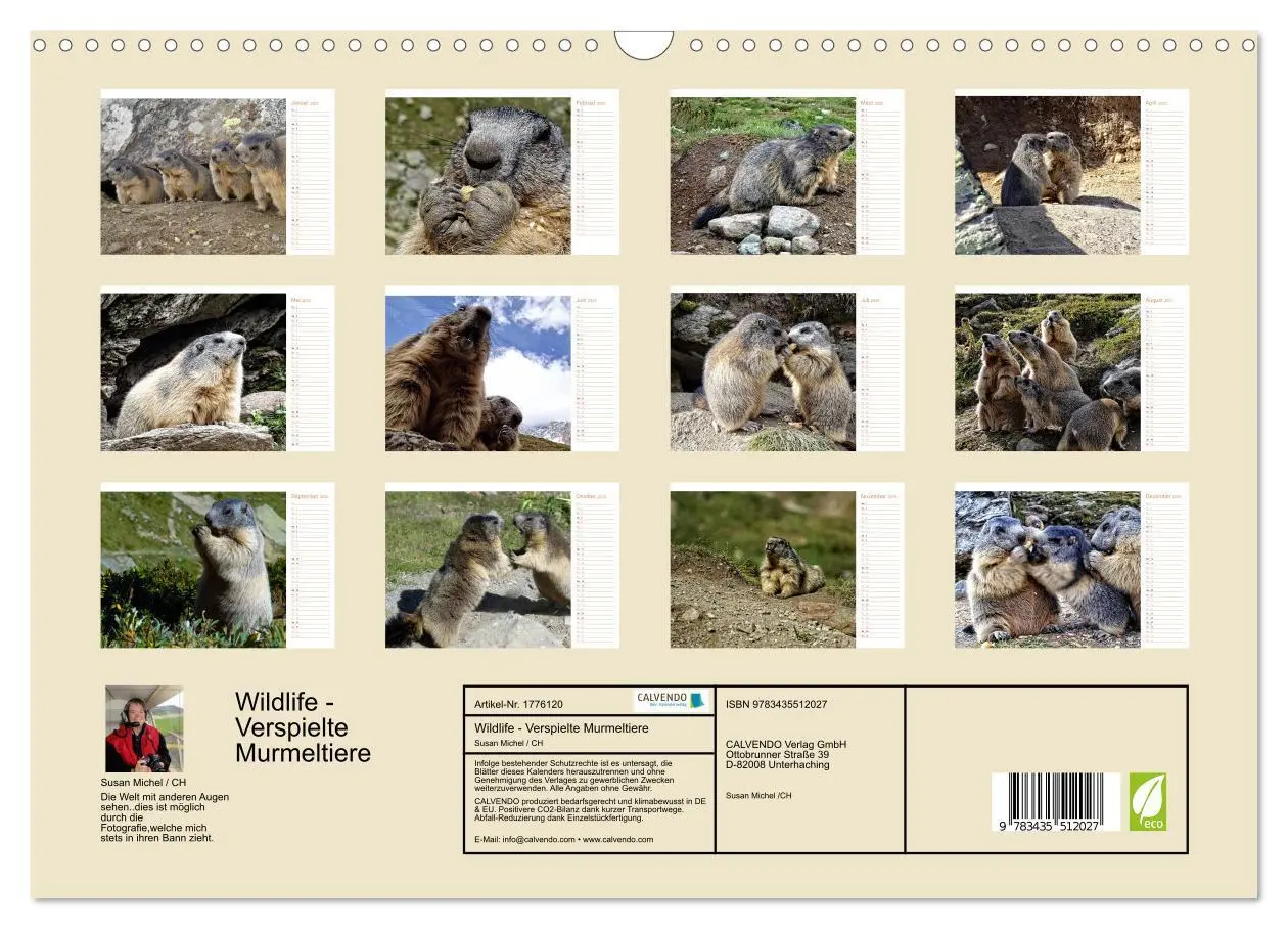 Bild: 9783435512027 | Wildlife - Verspielte Murmeltiere (Wandkalender 2025 DIN A3 quer),...