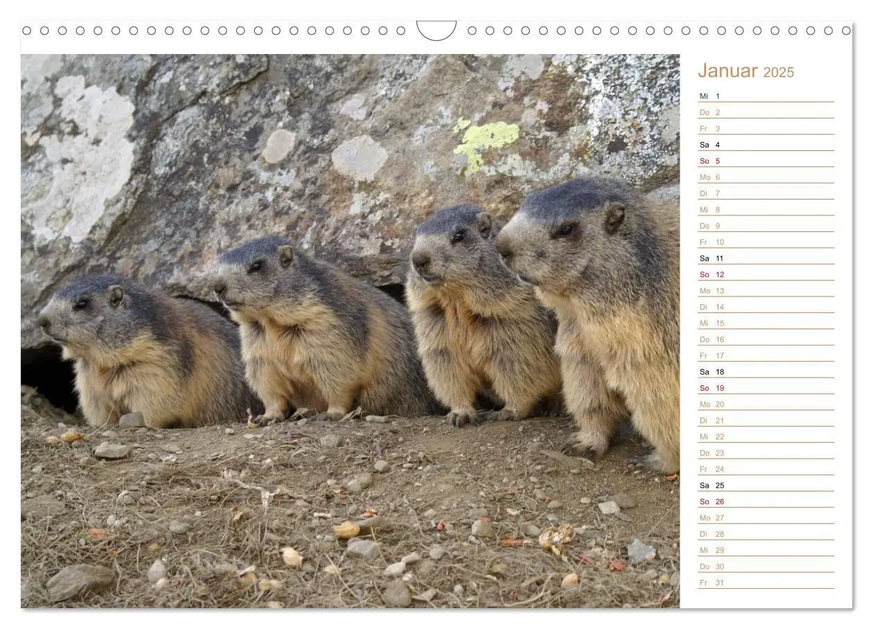 Bild: 9783435512027 | Wildlife - Verspielte Murmeltiere (Wandkalender 2025 DIN A3 quer),...