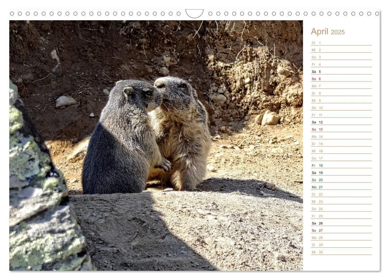 Bild: 9783435512027 | Wildlife - Verspielte Murmeltiere (Wandkalender 2025 DIN A3 quer),...