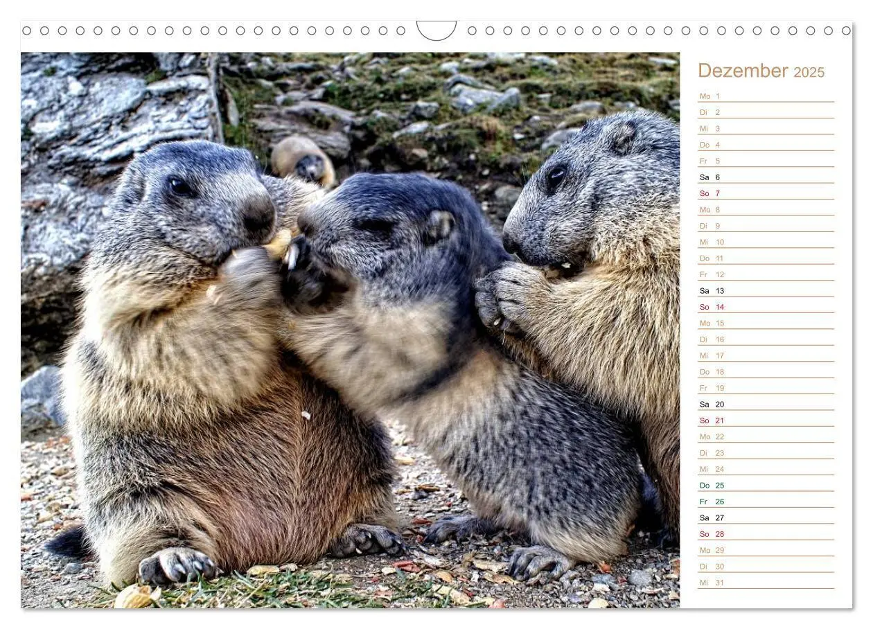 Bild: 9783435512027 | Wildlife - Verspielte Murmeltiere (Wandkalender 2025 DIN A3 quer),...