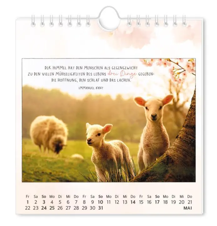 Bild: 9783986362027 | Postkartenkalender 2026 Traumtage | Postkartenkalender | Original
