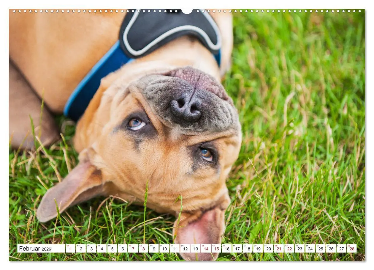Bild: 9783457452127 | Französische Bulldogge - Kleine Helden auf vier Pfoten...