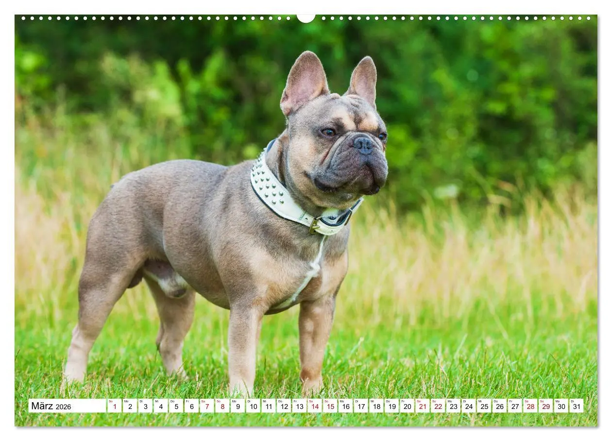 Bild: 9783457452127 | Französische Bulldogge - Kleine Helden auf vier Pfoten...