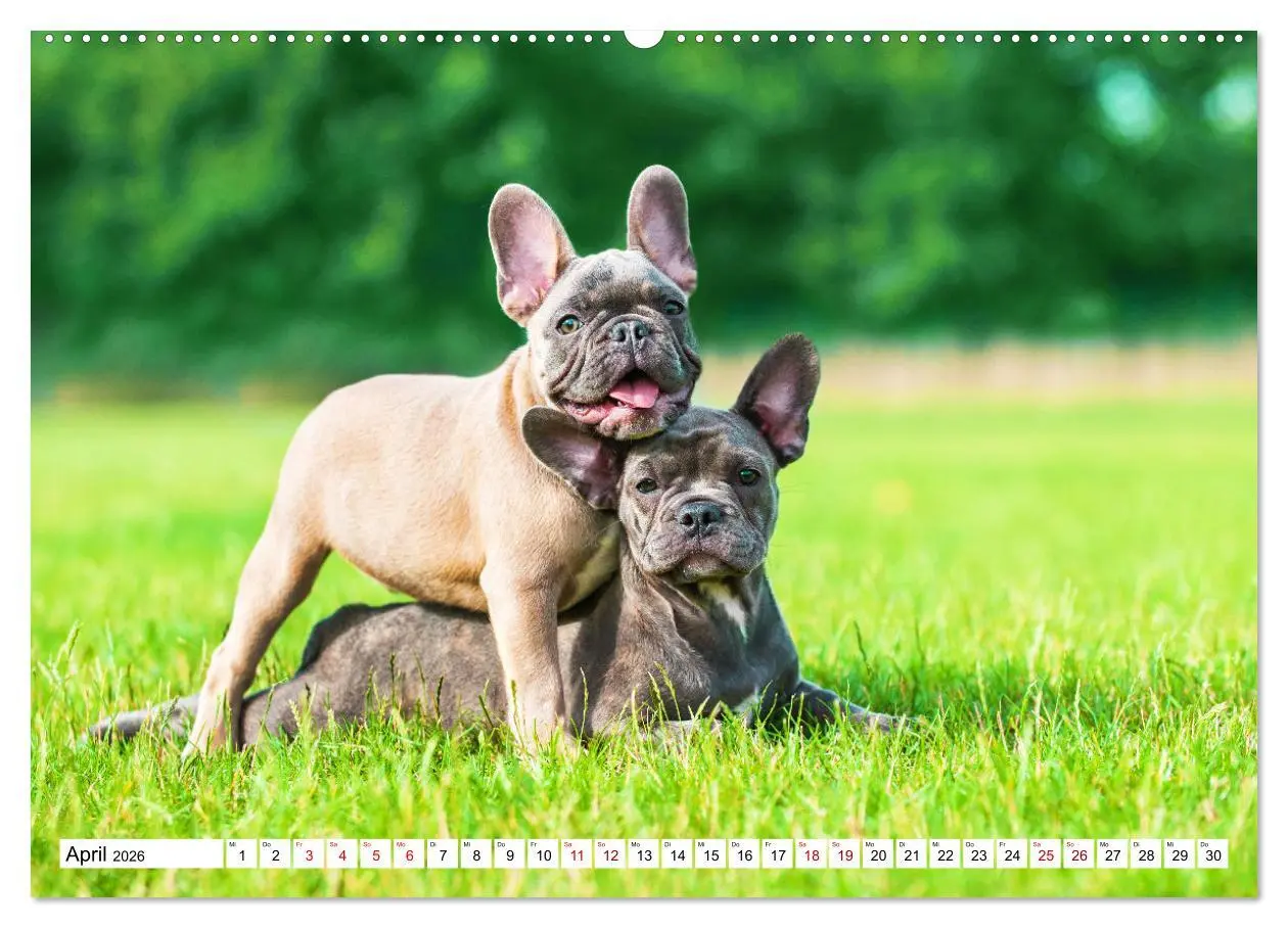 Bild: 9783457452127 | Französische Bulldogge - Kleine Helden auf vier Pfoten...
