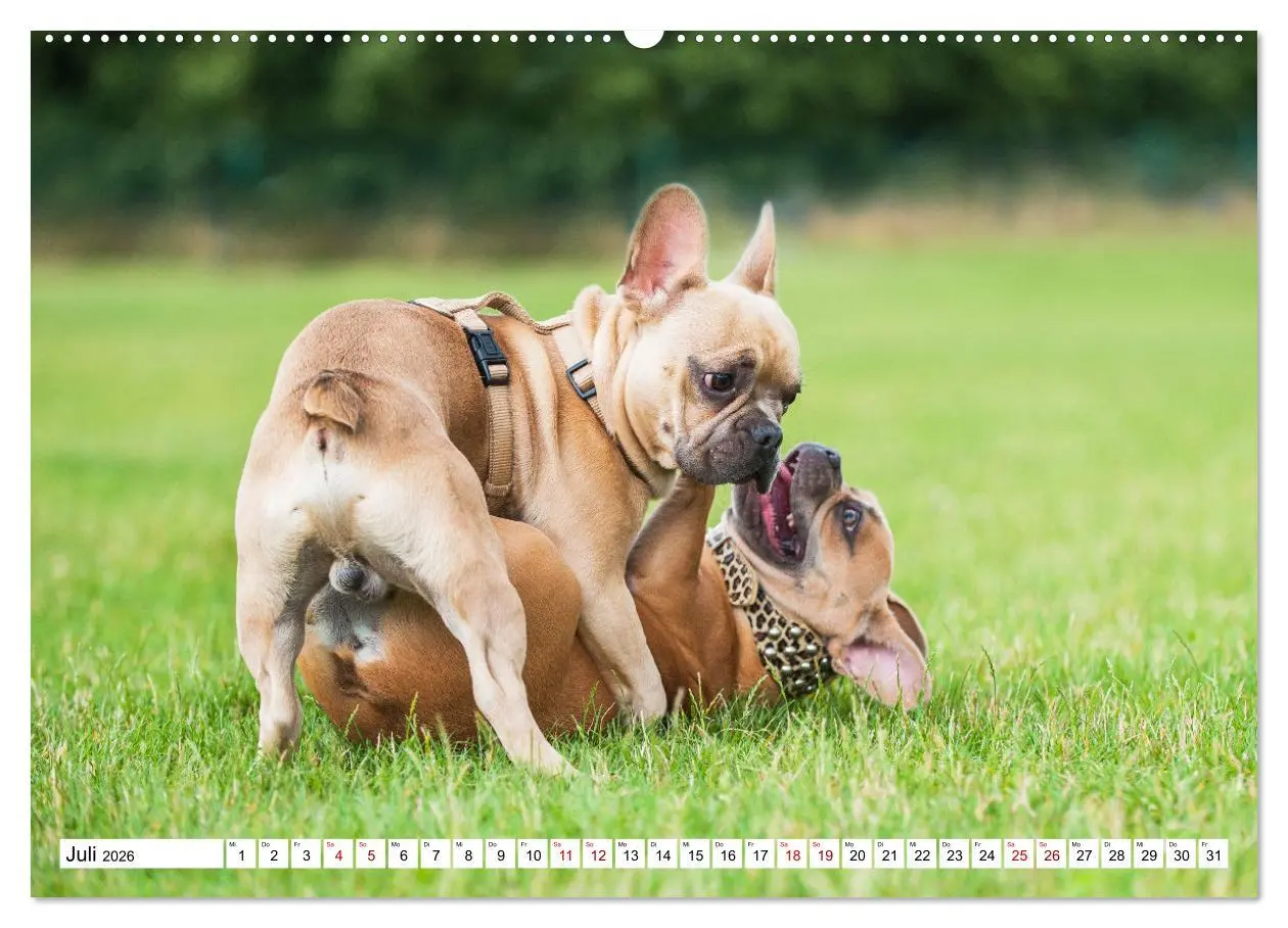 Bild: 9783457452127 | Französische Bulldogge - Kleine Helden auf vier Pfoten...