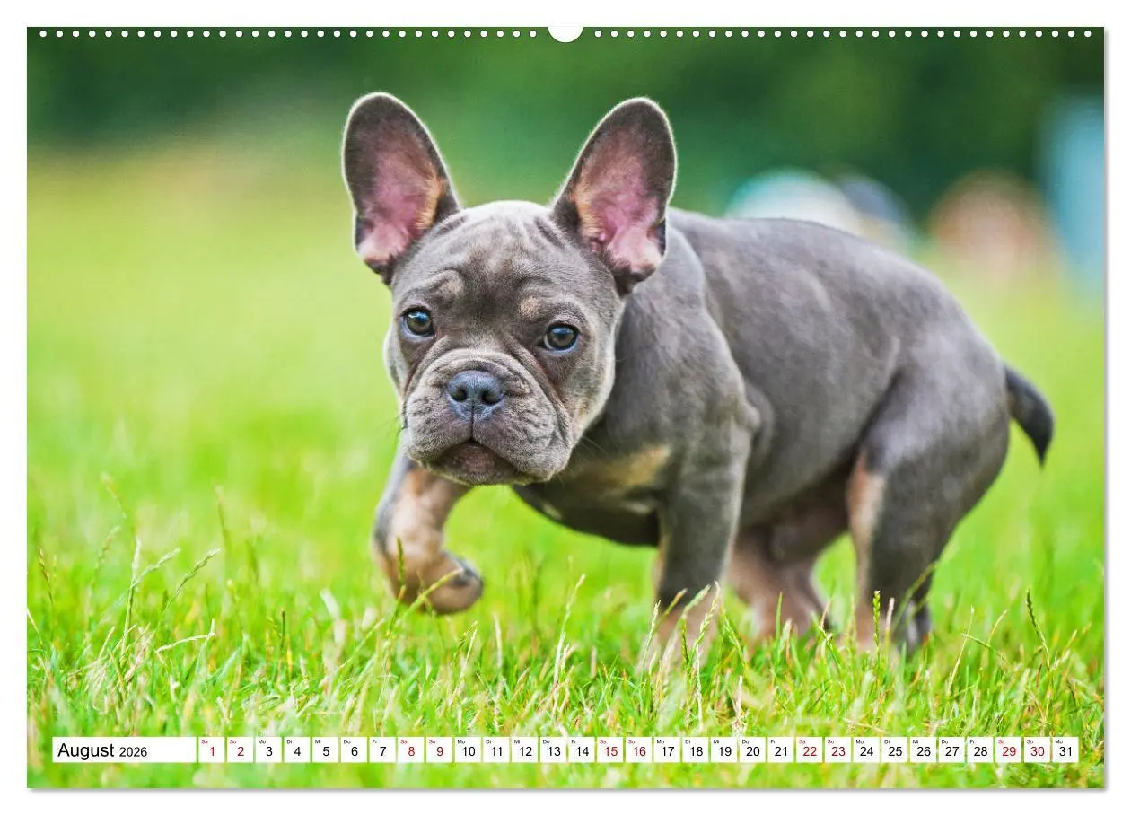 Bild: 9783457452127 | Französische Bulldogge - Kleine Helden auf vier Pfoten...