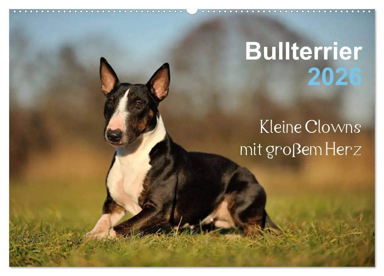 Cover: 9783516092127 | Bullterrier 2026 - Kleine Clowns mit großem Herz (Wandkalender 2026...