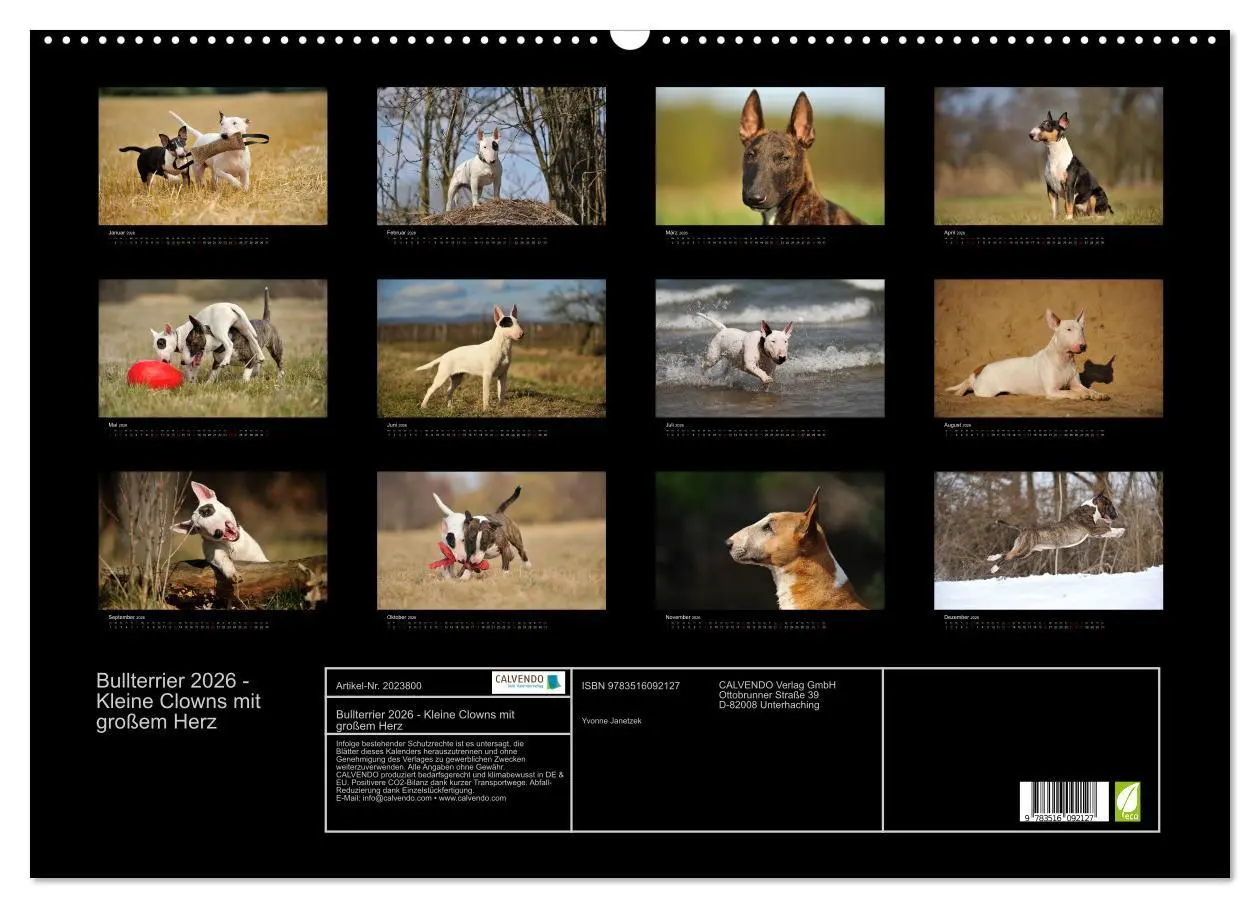 Bild: 9783516092127 | Bullterrier 2026 - Kleine Clowns mit großem Herz (Wandkalender 2026...