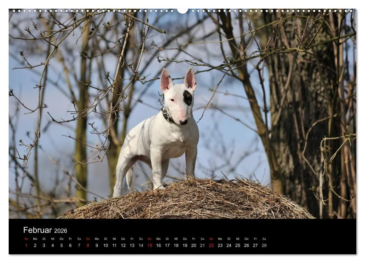 Bild: 9783516092127 | Bullterrier 2026 - Kleine Clowns mit großem Herz (Wandkalender 2026...