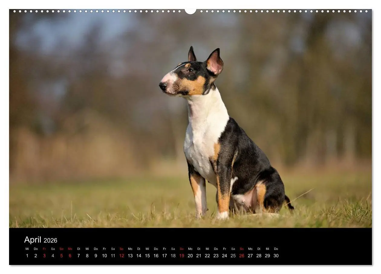 Bild: 9783516092127 | Bullterrier 2026 - Kleine Clowns mit großem Herz (Wandkalender 2026...