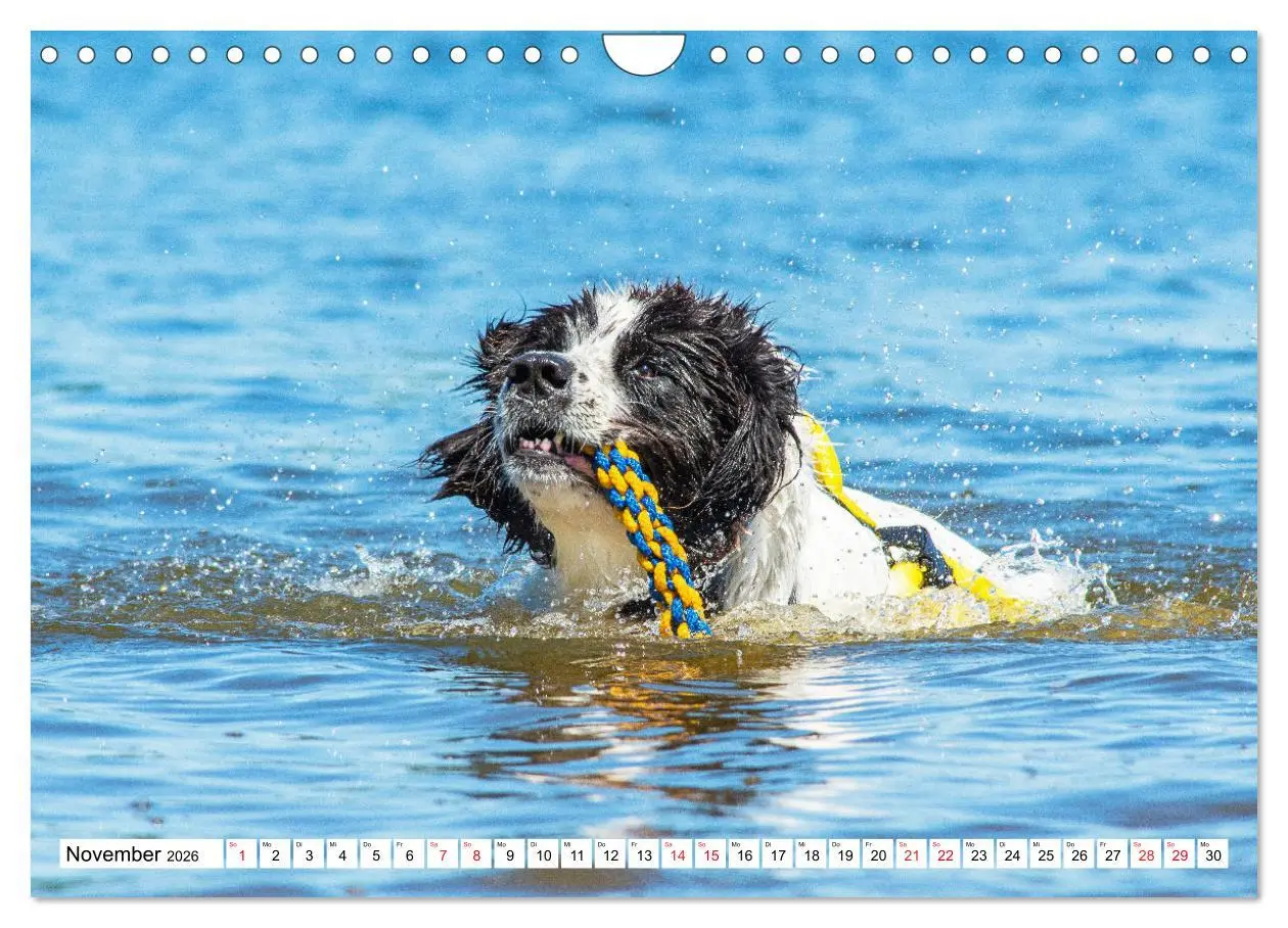 Bild: 9783457372227 | Traumhund Landseer (Wandkalender 2026 DIN A4 quer), CALVENDO...