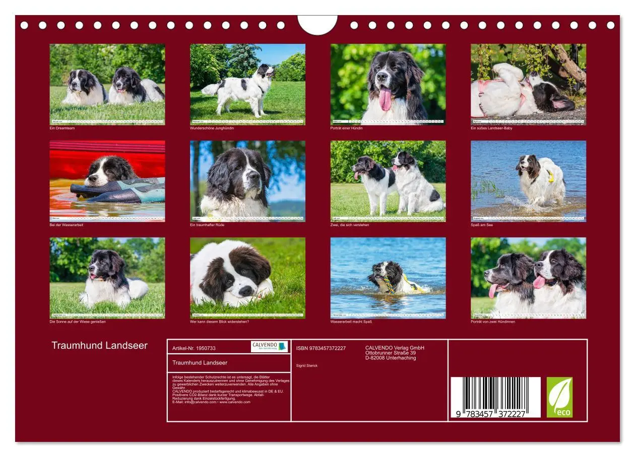 Bild: 9783457372227 | Traumhund Landseer (Wandkalender 2026 DIN A4 quer), CALVENDO...