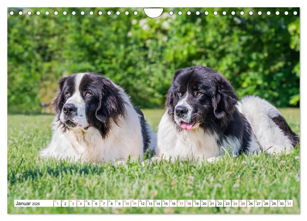 Bild: 9783457372227 | Traumhund Landseer (Wandkalender 2026 DIN A4 quer), CALVENDO...