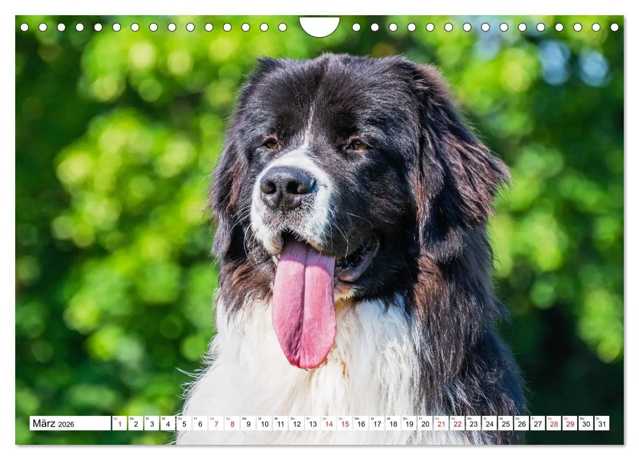 Bild: 9783457372227 | Traumhund Landseer (Wandkalender 2026 DIN A4 quer), CALVENDO...