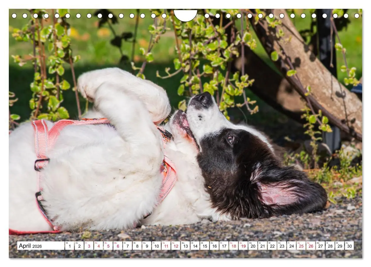 Bild: 9783457372227 | Traumhund Landseer (Wandkalender 2026 DIN A4 quer), CALVENDO...