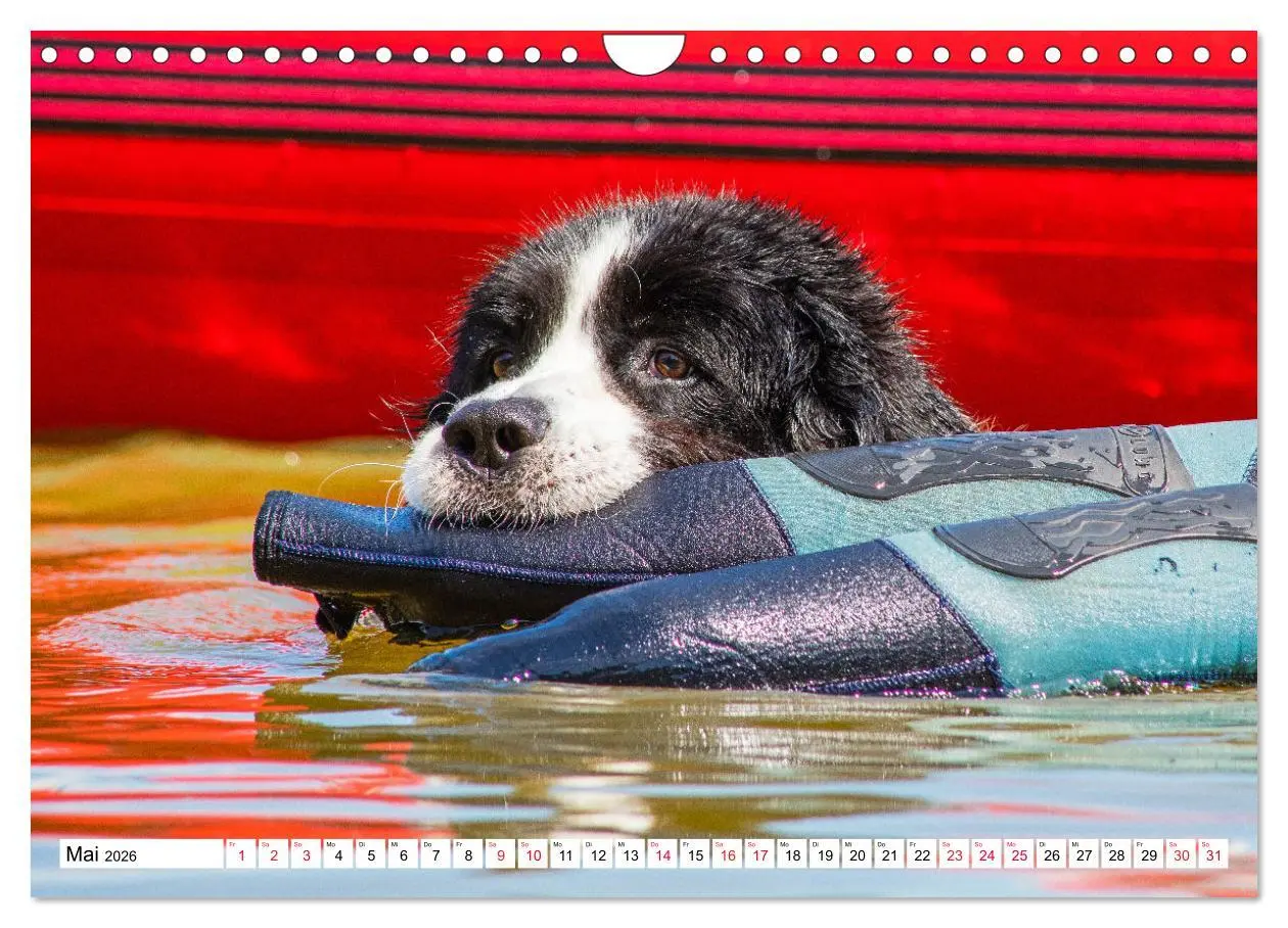 Bild: 9783457372227 | Traumhund Landseer (Wandkalender 2026 DIN A4 quer), CALVENDO...