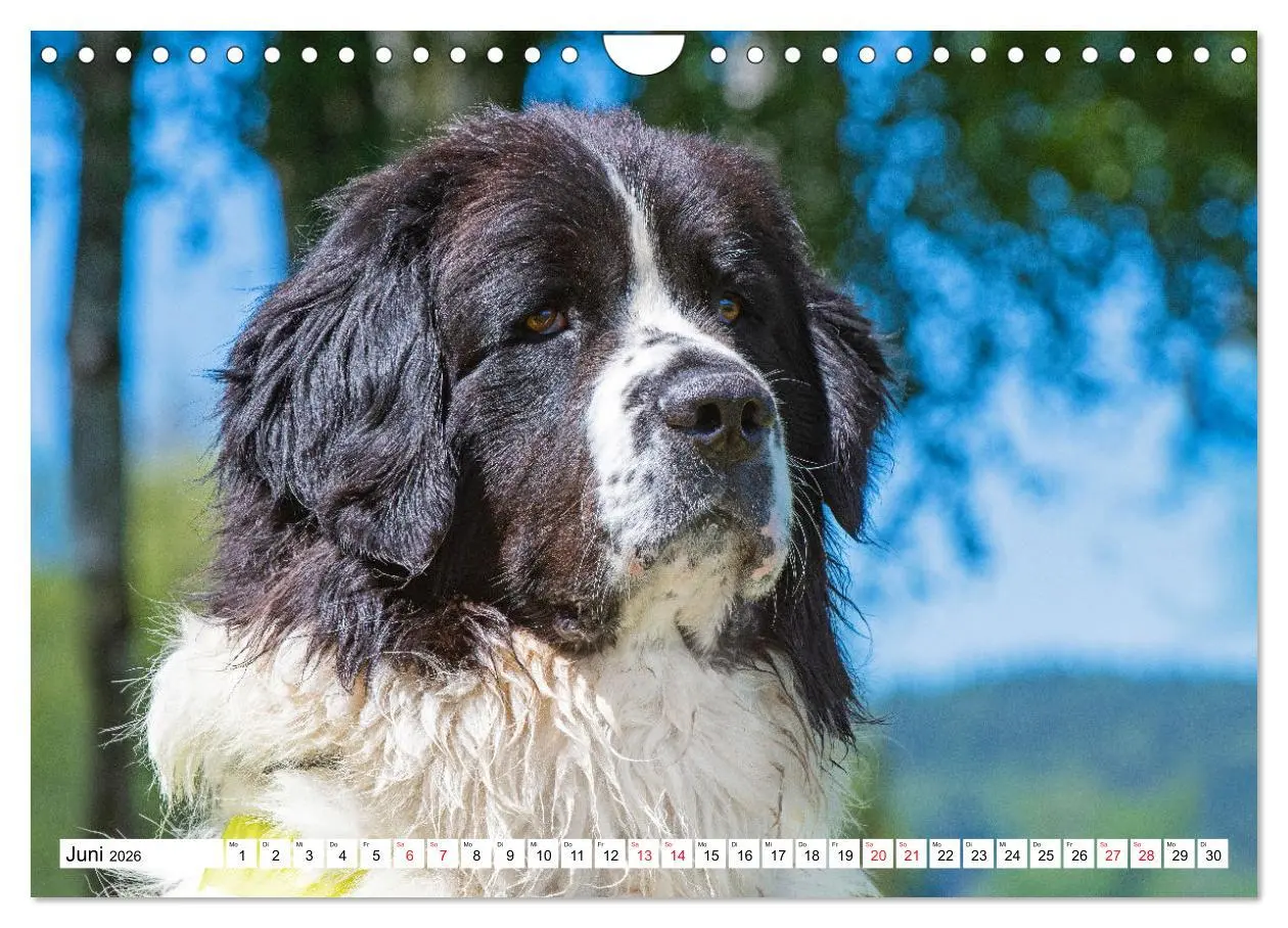 Bild: 9783457372227 | Traumhund Landseer (Wandkalender 2026 DIN A4 quer), CALVENDO...