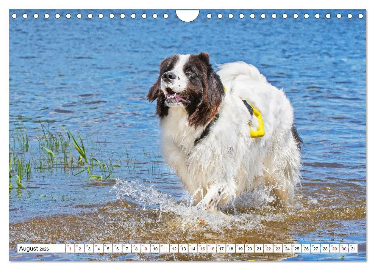 Bild: 9783457372227 | Traumhund Landseer (Wandkalender 2026 DIN A4 quer), CALVENDO...