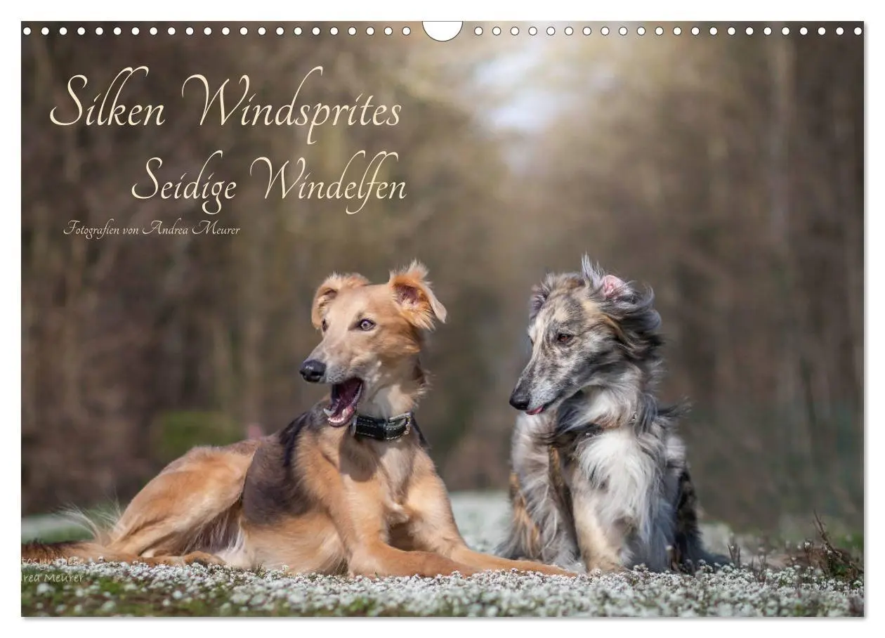 Cover: 9783457752227 | Silken Windsprites - Seidige Windelfen (Wandkalender 2026 DIN A3...
