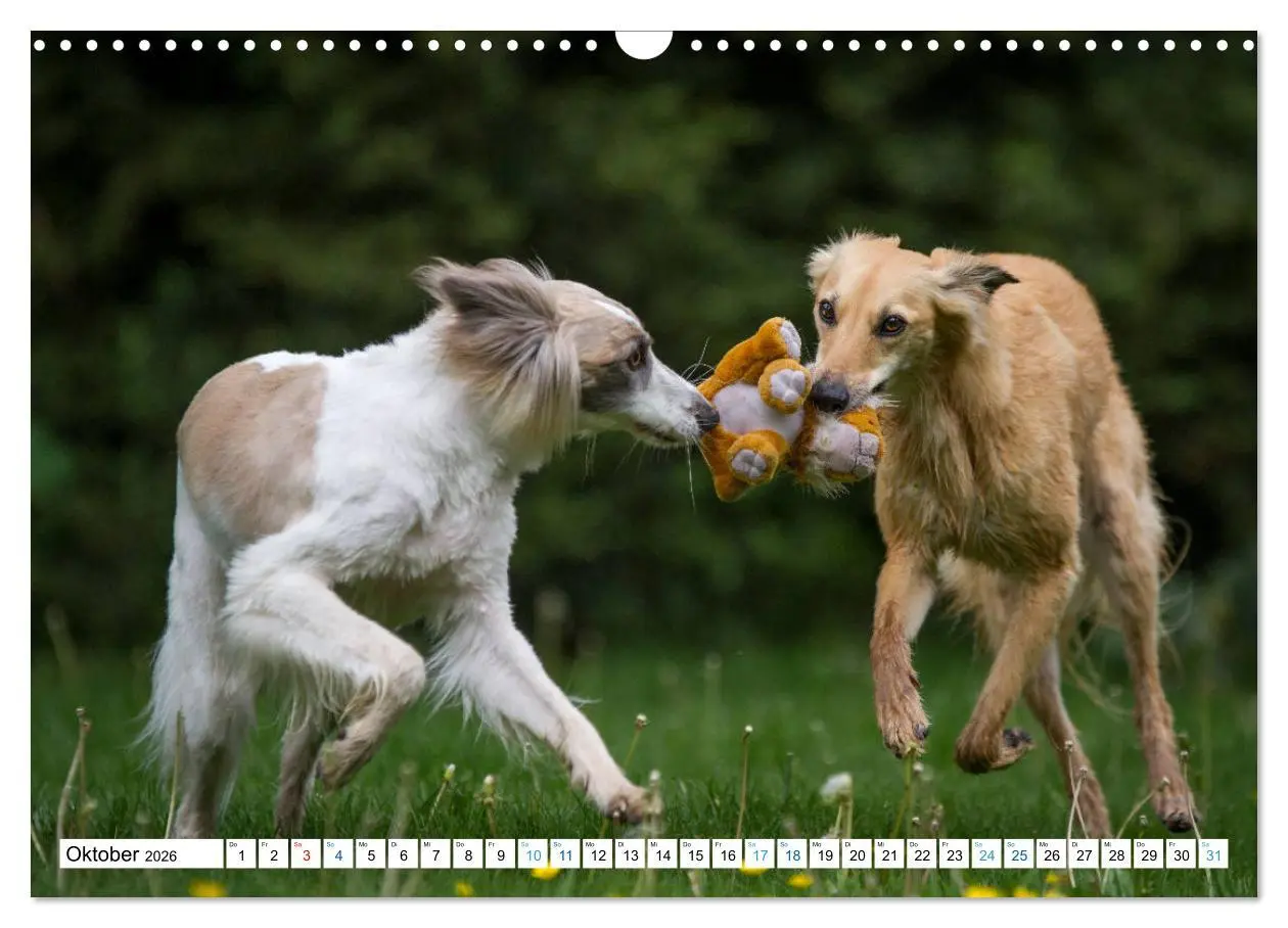 Bild: 9783457752227 | Silken Windsprites - Seidige Windelfen (Wandkalender 2026 DIN A3...