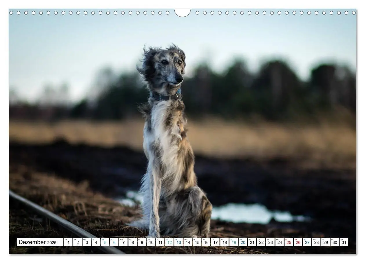 Bild: 9783457752227 | Silken Windsprites - Seidige Windelfen (Wandkalender 2026 DIN A3...