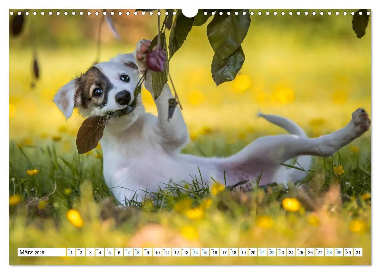 Bild: 9783457752227 | Silken Windsprites - Seidige Windelfen (Wandkalender 2026 DIN A3...