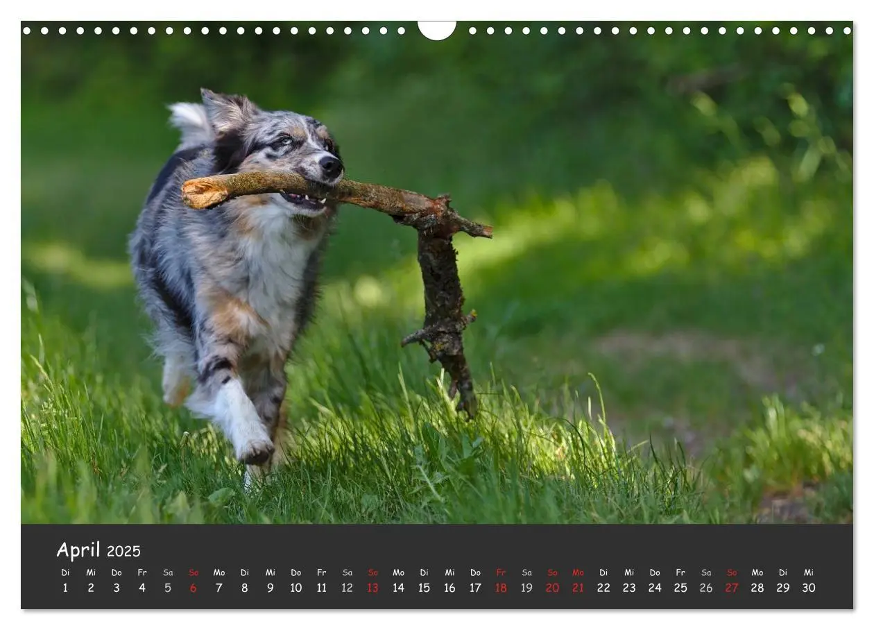 Bild: 9783435582327 | Australian Shepherd - Augenblicke (Wandkalender 2025 DIN A3 quer),...