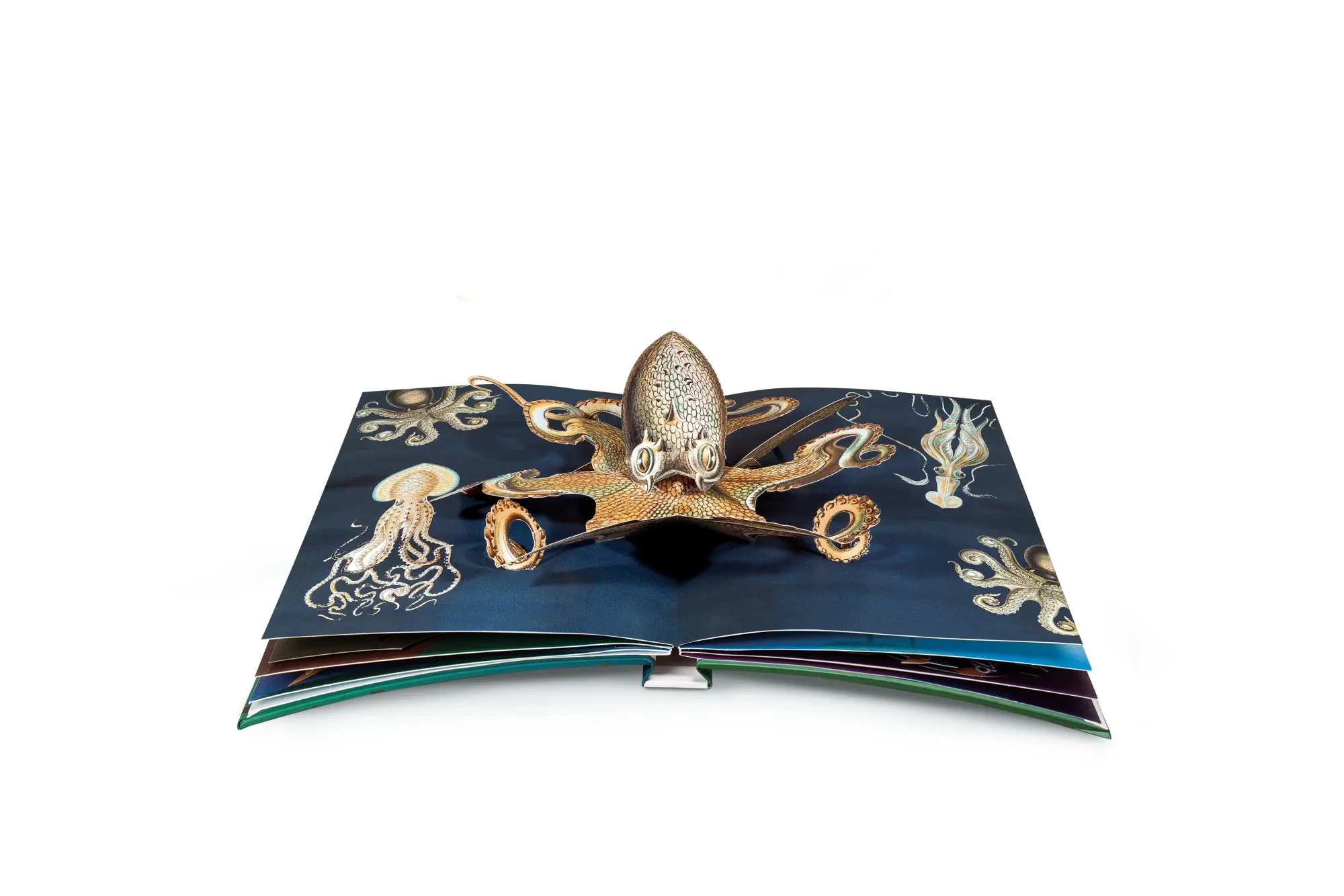 Bild: 9783791372327 | Wunderwesen aus der Tiefe. Ernst Haeckel | Das Pop-up-Buch | Buch