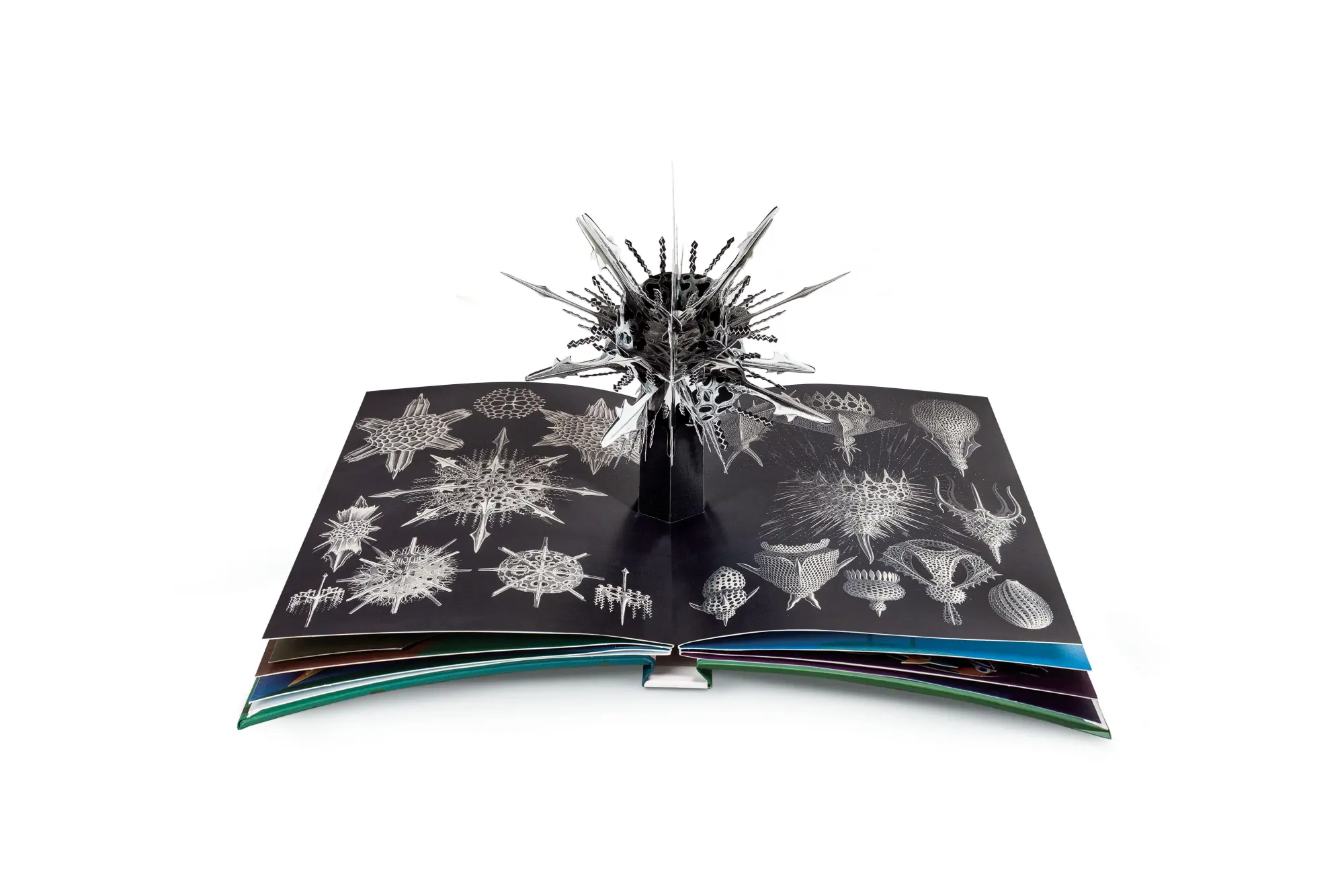 Bild: 9783791372327 | Wunderwesen aus der Tiefe. Ernst Haeckel | Das Pop-up-Buch | Buch
