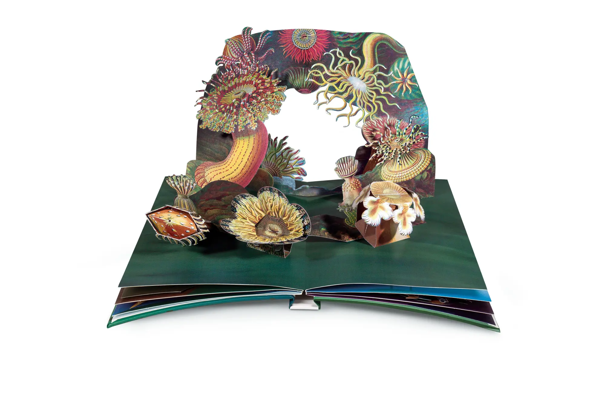 Bild: 9783791372327 | Wunderwesen aus der Tiefe. Ernst Haeckel | Das Pop-up-Buch | Buch