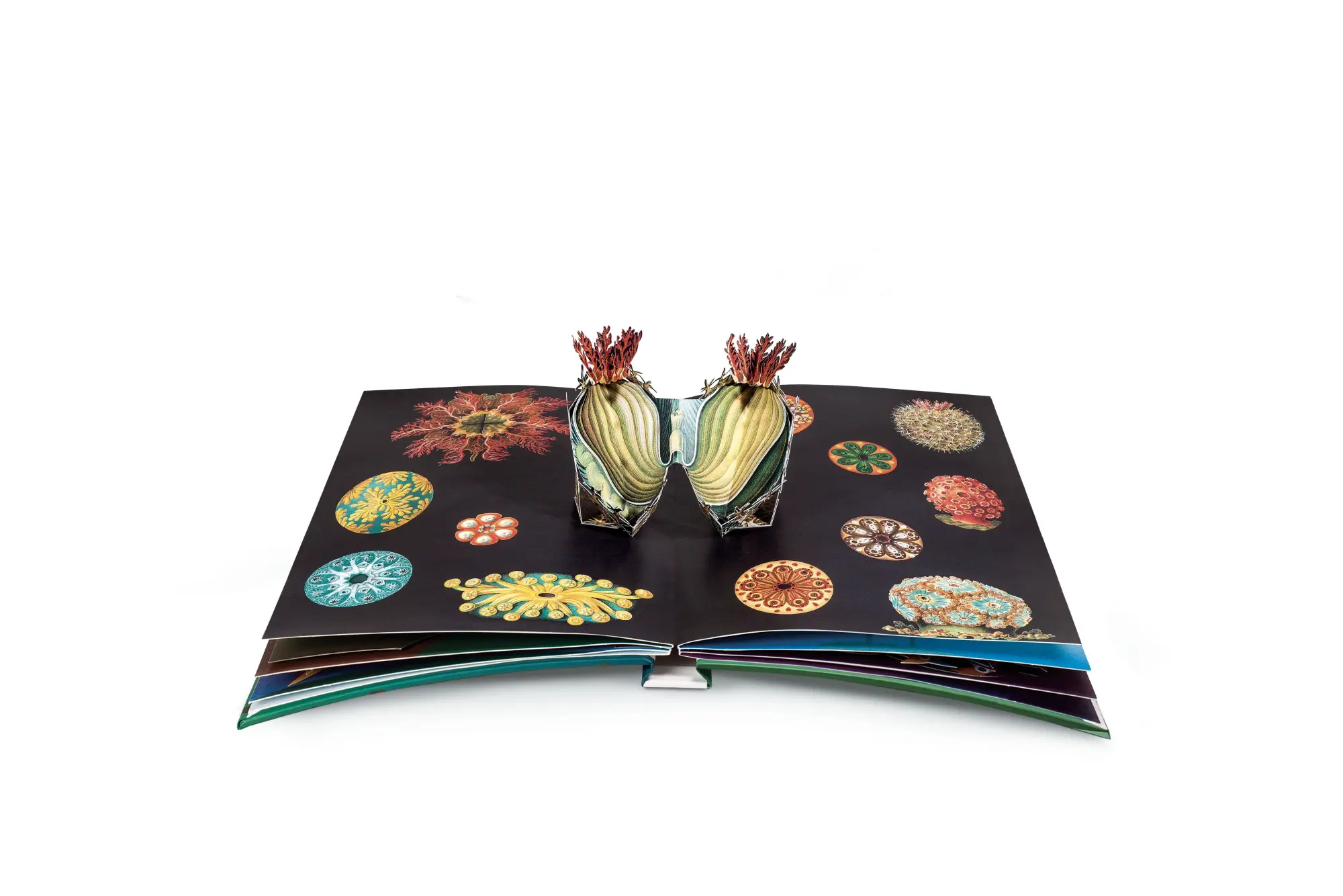 Bild: 9783791372327 | Wunderwesen aus der Tiefe. Ernst Haeckel | Das Pop-up-Buch | Buch