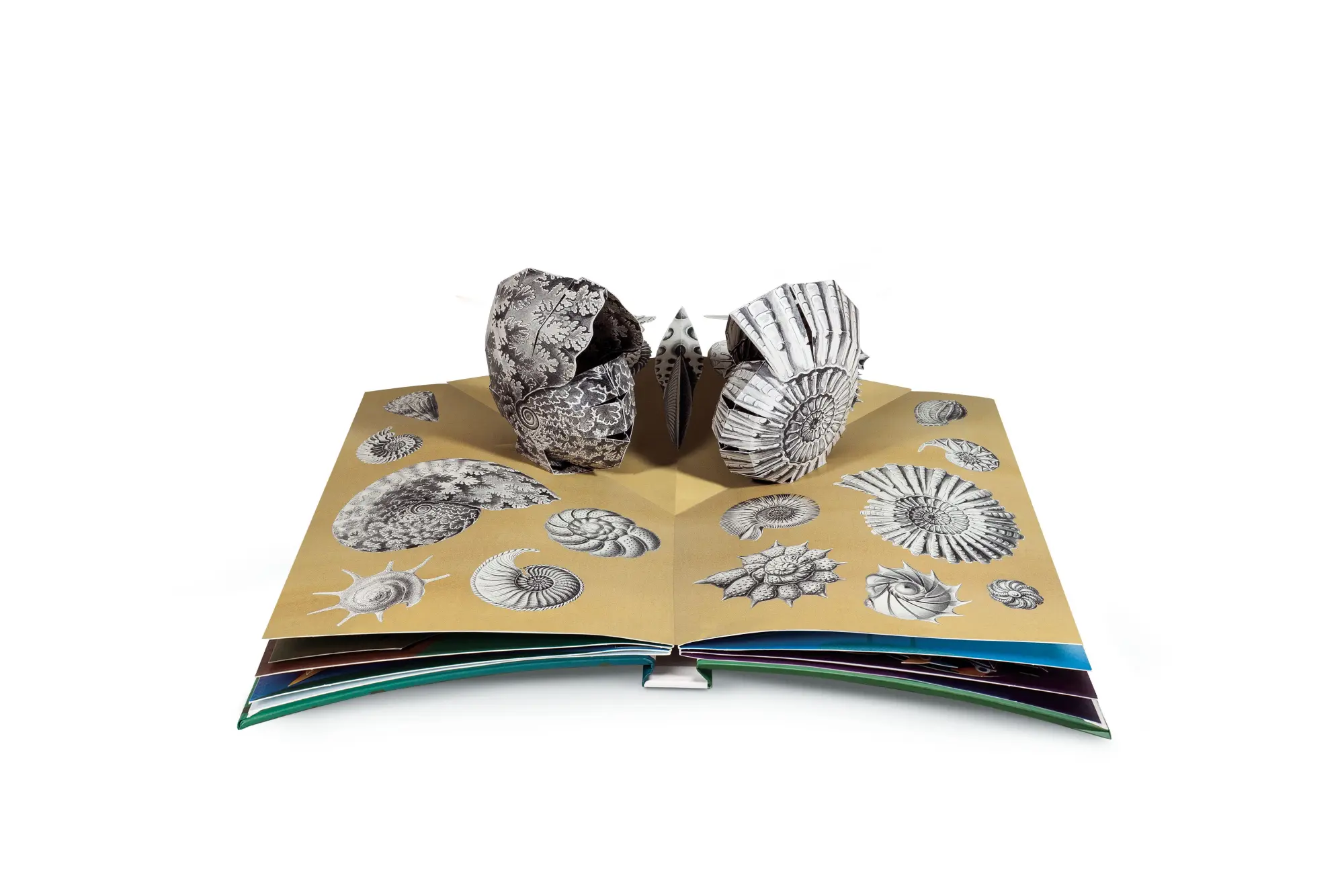 Bild: 9783791372327 | Wunderwesen aus der Tiefe. Ernst Haeckel | Das Pop-up-Buch | Buch
