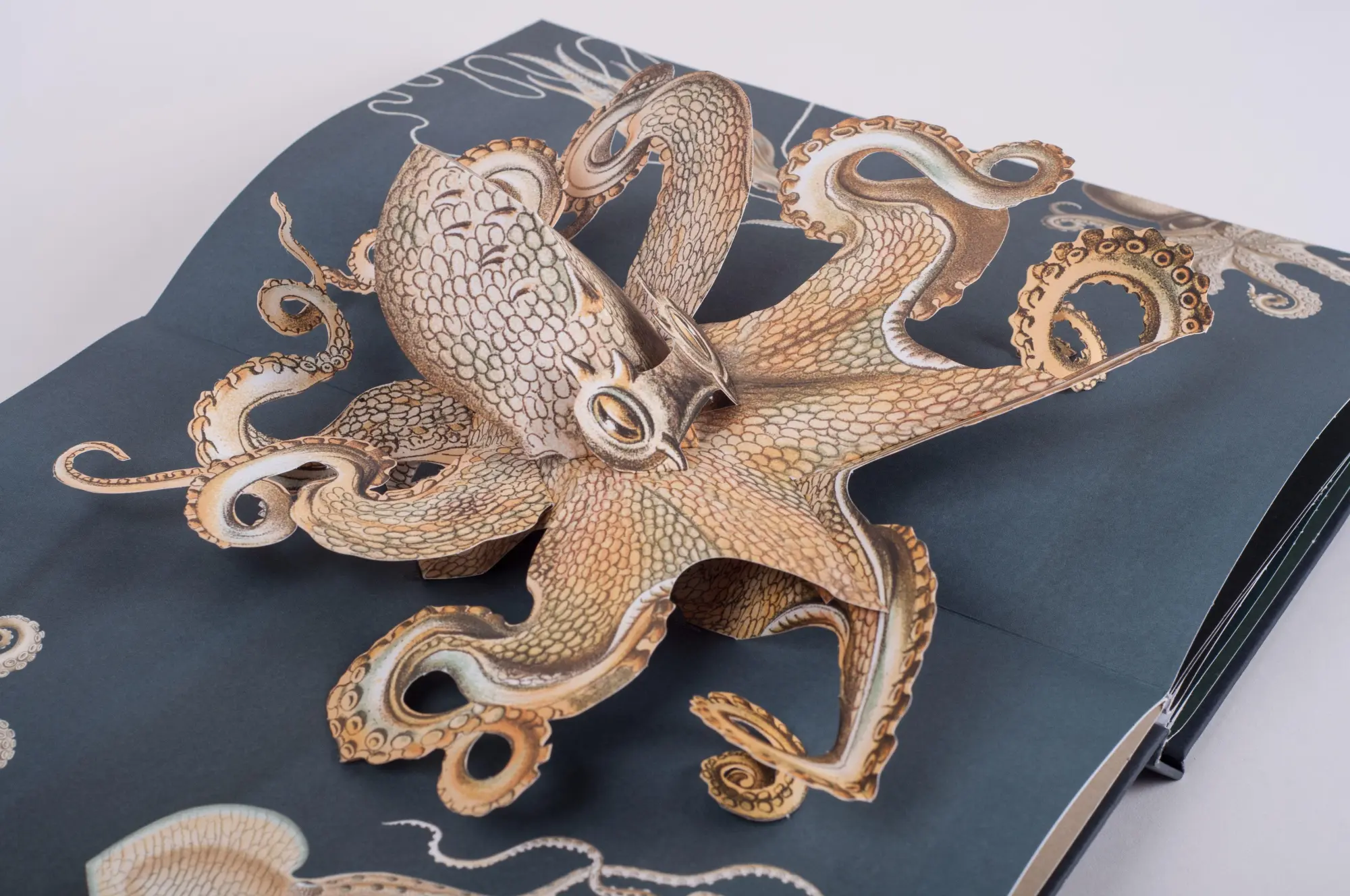 Bild: 9783791372327 | Wunderwesen aus der Tiefe. Ernst Haeckel | Das Pop-up-Buch | Buch